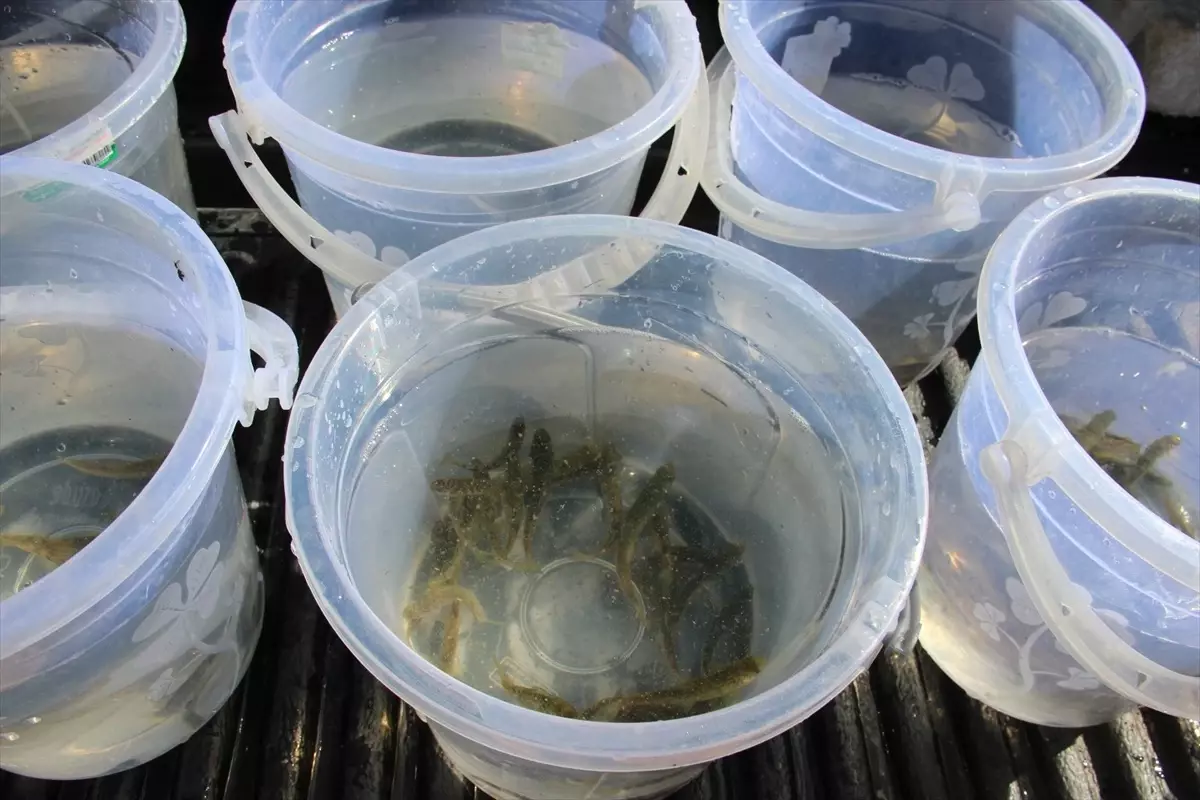 kirsehirde 3 bin alabalik golete salindi h4eqUq6t.jpg