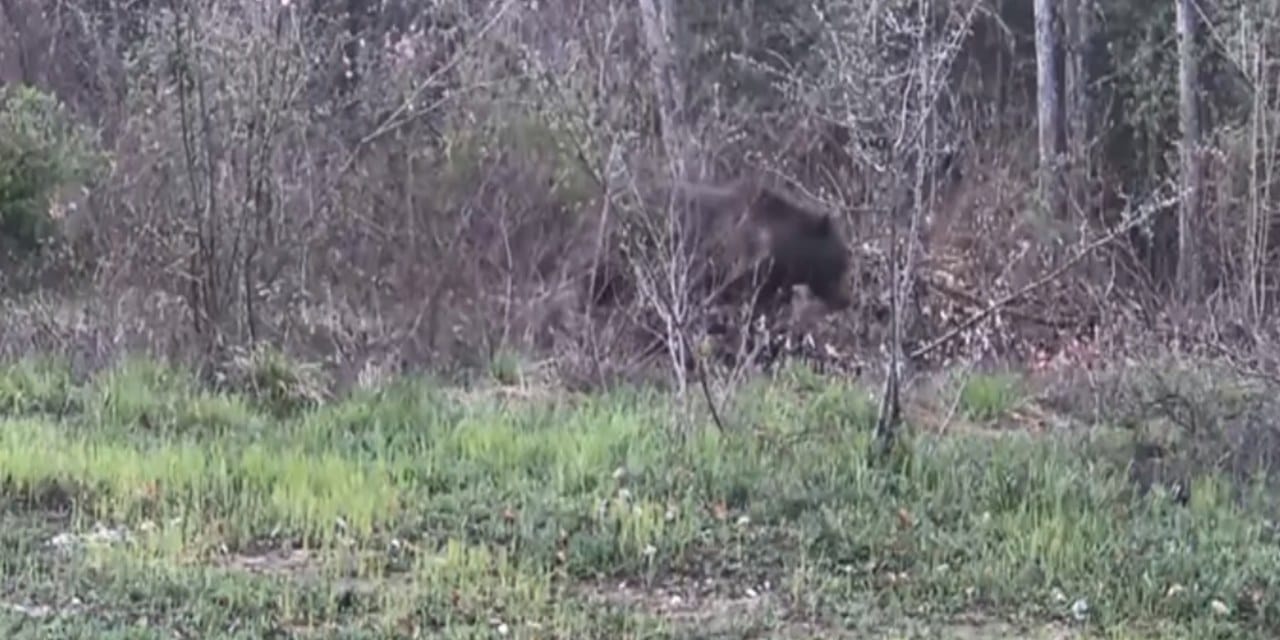 Ovacık’ta Yaban Hayatı Kamerada: Ayı, Domuz ve Gelincik Görüntülendi