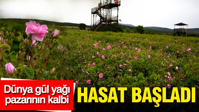 dunya-gul-yagi-pazarinin-kalbi-ispartada-hasat-basladi-7MQcYOl7