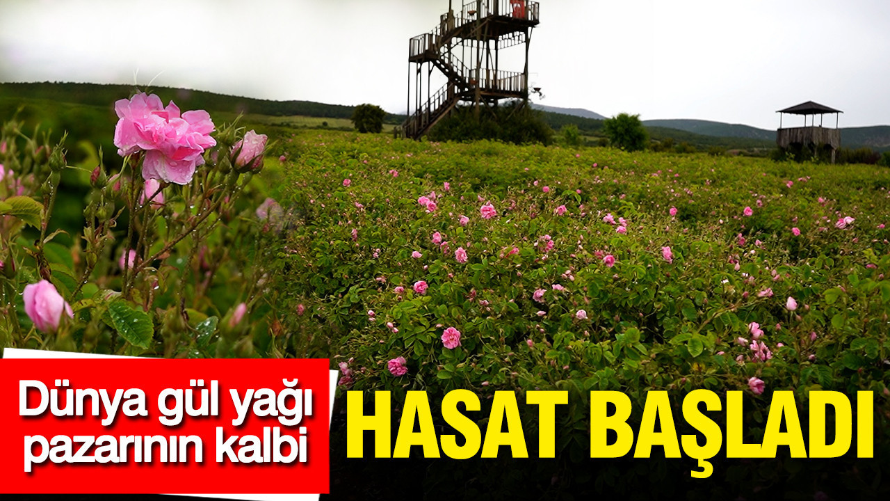 dunya-gul-yagi-pazarinin-kalbi-ispartada-hasat-basladi-7MQcYOl7