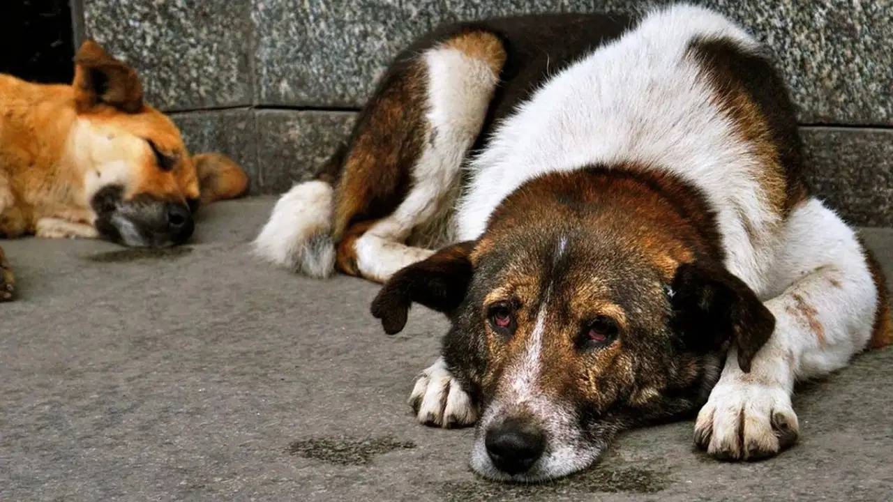 NATO Zirvesi Öncesi Ankara’daki Sahipsiz Köpekler İçin Toplanma Talimatı